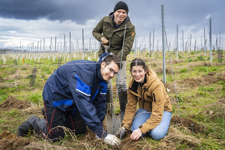 Brandenburg an der Havel – Schulweinberg wächst weiter